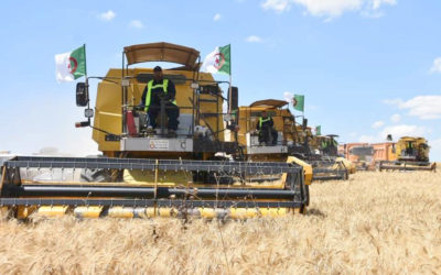 BLÉ DUR : L’AUTOSUFFISANCE ATTENDUE DURANT LA SAISON AGRICOLE EN COURS